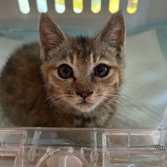 ノラの仔猫ちゃんの里親募集しております。