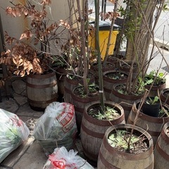 樽　ドンキーコングガーデニング用植木鉢の画像