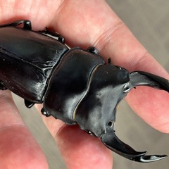 能勢オオクワガタ　SR血統の画像