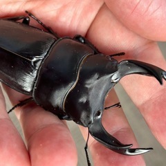 能勢オオクワガタ　SR血統の画像