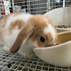 ロップイヤーラビット