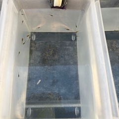 お話中　値下げ　メダカ　紅龍　10匹以上　成魚＋αの画像
