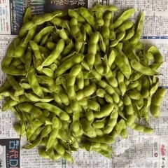 【本日分終了！】枝豆　1袋（約500g） 300円