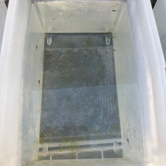 値下げ　メダカ　雲州三色　6匹成魚　稚魚多数　お勧めの画像