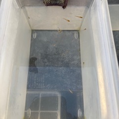 メダカ　東天光　7匹　成魚の画像