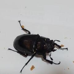 01 ジャワ産ギラファノコギリクワガタペア CBF1 の画像