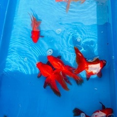 金魚　いろいろの画像