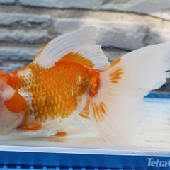 金魚　いろいろの画像