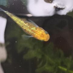 希少　夜桜ゴールド　メダカ　若魚　5匹　改良めだかの画像