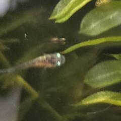 希少　夜桜ゴールド　メダカ　若魚　5匹　改良めだかの画像