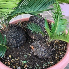 ソテツ（３本植え）の画像