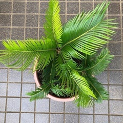 ソテツ（３本植え）の画像
