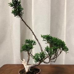 真柏3本　素材　盆栽の画像