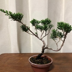 真柏3本　素材　盆栽の画像