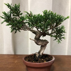 真柏3本　素材　盆栽の画像