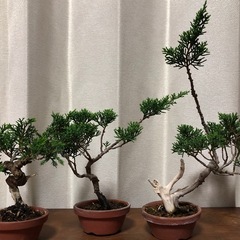 真柏3本　素材　盆栽の画像
