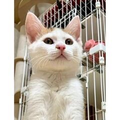 ★譲渡会あります★　人大好き茶白くん