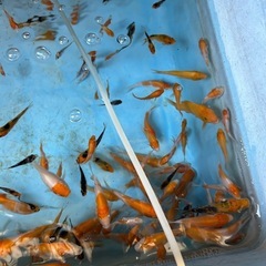 錦鯉の稚魚の画像