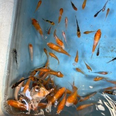 錦鯉の稚魚の画像