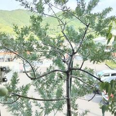 素人が育てた【鉢物植木】お引き取り限定‼️の画像