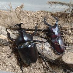 【オマケ個体追加】国産カブトムシペア+本土ノコギリクワガタペア　7-2の画像