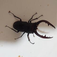 広島県呉市安浦町産 国産ノコギリクワガタ 2ペアセットの画像
