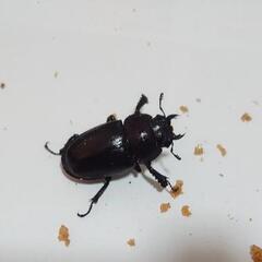 広島県呉市安浦町産 国産ノコギリクワガタ 2ペアセットの画像
