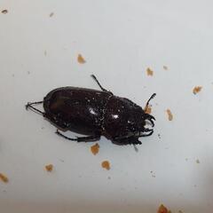 広島県呉市安浦町産 国産ノコギリクワガタ 2ペアセットの画像