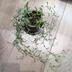 ランキングキーワードに紐づく投稿画像-観葉植物
