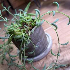 【観葉植物】三日月ネックレス 多肉植物の画像