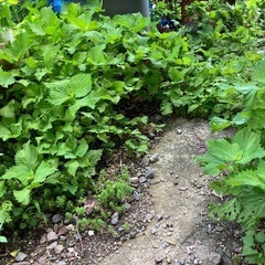 🌱青紫蘇🌱の画像