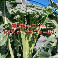 No.233【苗】アスパラガスのような甘み‼️⑩茎ブロッコリーの苗【スティックセニョール】10個1200円(1個120円)‼️相場道の駅1個198円～＋税‼の画像