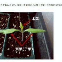 No.233【苗】アスパラガスのような甘み‼️⑩茎ブロッコリーの苗【スティックセニョール】10個1200円(1個120円)‼️相場道の駅1個198円～＋税‼の画像