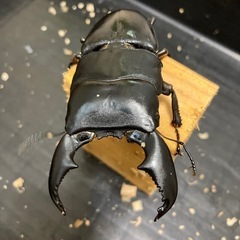 スマトラヒラタトリオ♂♀♀の画像