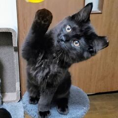 ★譲渡会あります★　黒っぽい長毛ちゃんです