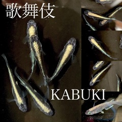 メダカ　稚魚〜若魚　各種半額　の画像