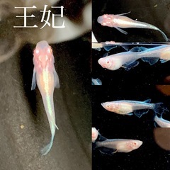メダカ　稚魚〜若魚　各種半額　の画像