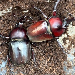 カブトムシ　スーパーレッド血統　オス4  メス2の画像