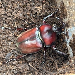 カブトムシ　スーパーレッド血統　オス4  メス2の画像