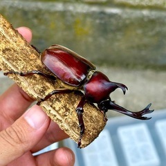 カブトムシ　スーパーレッド血統　オス4  メス2の画像