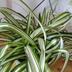 ランキングキーワードに紐づく投稿画像-観葉植物