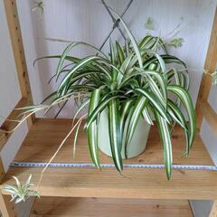 お話中🌿観葉植物🌿オリヅルラン🌿中型プラ鉢🌿の画像