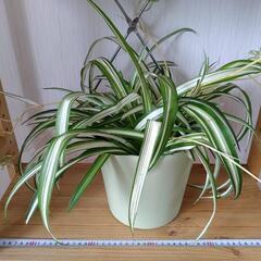 お話中🌿観葉植物🌿オリヅルラン🌿中型プラ鉢🌿の画像