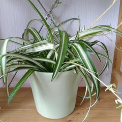 お話中🌿観葉植物🌿オリヅルラン🌿中型プラ鉢🌿の画像