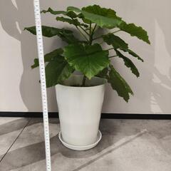 フィカスウンベラータ 鉢つき‼️ 観葉植物の画像