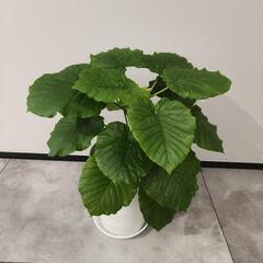 フィカスウンベラータ 鉢つき‼️ 観葉植物の画像