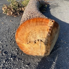 薪､くぬぎの木🌲の画像