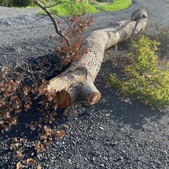 薪､くぬぎの木🌲の画像