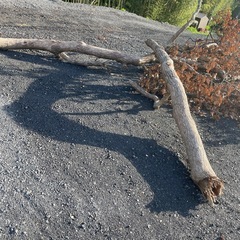 薪､くぬぎの木🌲の画像