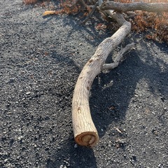 薪､くぬぎの木🌲の画像